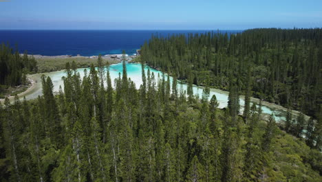 paso elevado sobre los icónicos pinos columnares hacia la piscina natural de oro, isla de los pinos