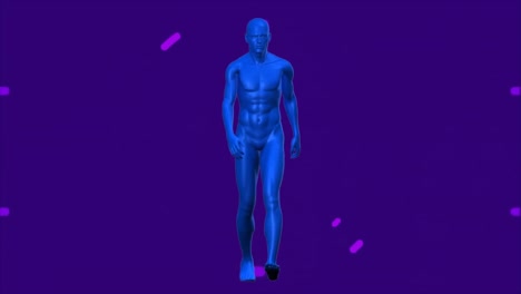 animation of purple circles over blue human model walking