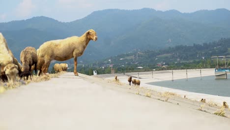 group of sheeps eating grass with the mountain and water basin background. astonishing pastoral scenery with herd of domestic animals at highland.