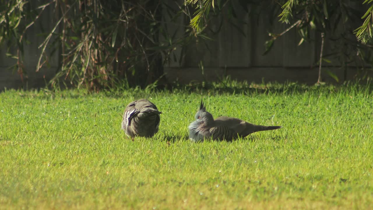 Crested Pigeons Sitting In Garden On Grass Grooming Eachother Sunny Daytime Australia, Victoria, Maffra, Gippsland
