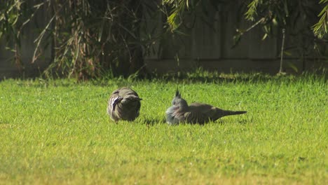 crested pigeons sitting in garden on grass grooming eachother sunny daytime australia, victoria, maffra, gippsland