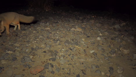 desert fox cautious moves closer to camera, static shot