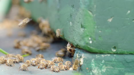 Close-up-shot-of-a-bee-swarm-at-a-beehive