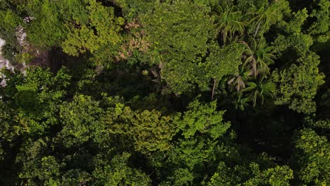 Aerial-view-above-exotic-islands-coastal-treetop-canopy-and-rocky-breaking-tide-seascape