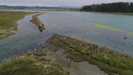 Drone-shot-pulling-out-of-seagulls-as-they-take-flight