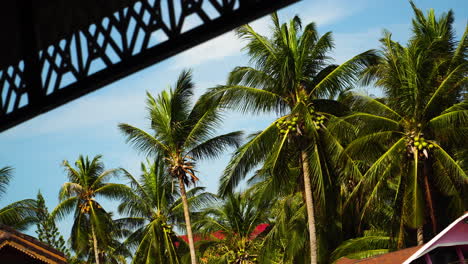 Vista-De-Abajo-Hacia-Arriba-De-Palmeras-En-Una-Elegante-Villa-Tropical-En-Koh-Phangan