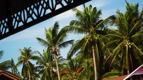 vista desde abajo de las palmeras en una elegante villa tropical en koh phangan