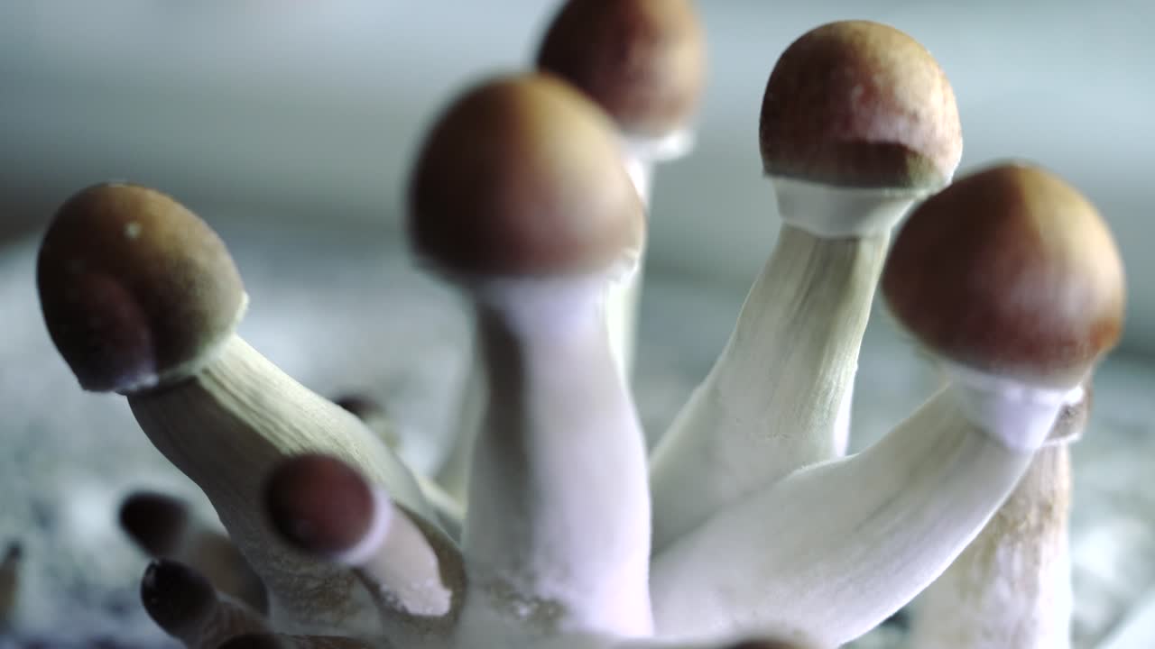 varios primeros planos de 4k de un lote creciente de hongos psilocybe