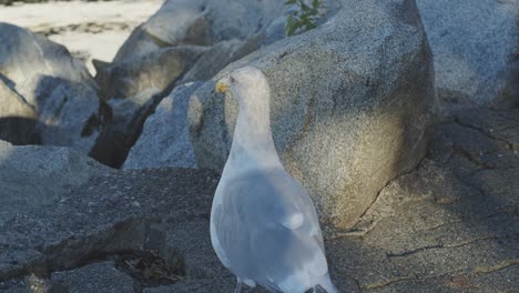 Möwe,-Die-Sich-Mit-Sonnenlicht-Umsieht,-Das-Darauf-Scheint