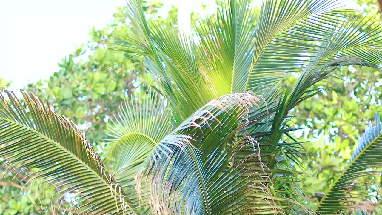 열대 바람 에 부드럽게 흔들리는 초록색 코코  나무