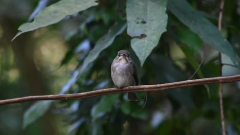 chirping and looking around while perched on a vine, dark-sided flycatcher muscicapa sibirica ,chonburi, thailand