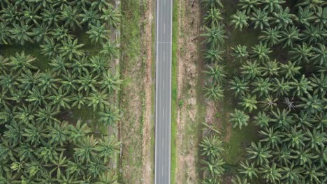 Top-shot-of-cars-and-trucks-passing-on-a-paved-road-in-the-middle-of-a-palm-grove-in-Parrita,-Costa-Rica-then-edited-with-the-transition-of-a-wave-rolling-over-it