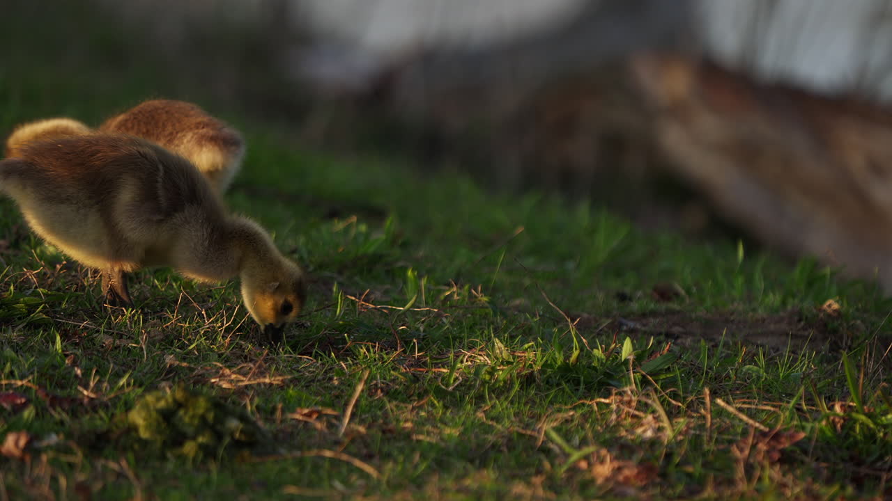 Slow-motion footage of goslings and their parents gathered near a pond during springtime.