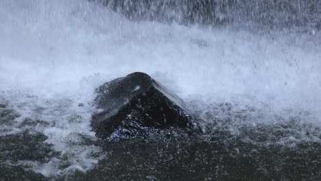 a dark rock stands in a flowing stream as a waterfall crashes over it, creating dynamic splashes. natural lighting, steady camera, close-up view