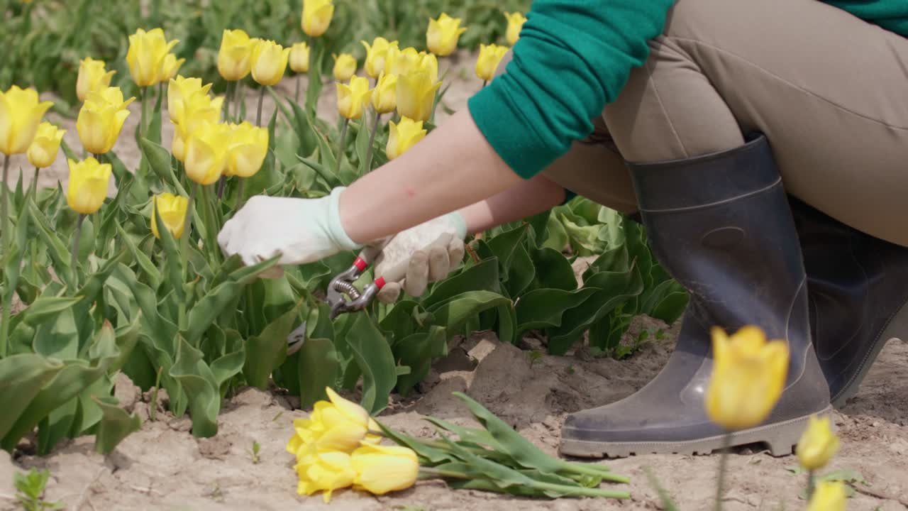in tuinhandschoenen die tulpenbloemstengels snijden met snoeischaar in de plantage