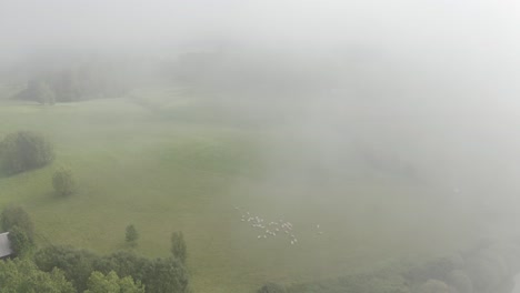 Hochfliegen-Und-Durch-Dichten-Nebel-Auf-Eine-Kleine-Schafherde-Hinunterblicken