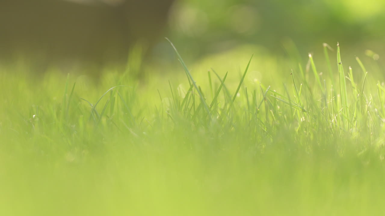Close-up view of a grassy field with bright green grass under day sunlight - shallow focus
