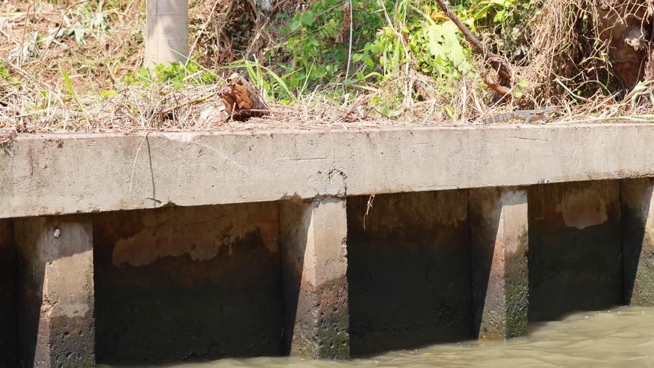 lagarto agamida descansando al lado del canal en el mercado flotante de bangkok