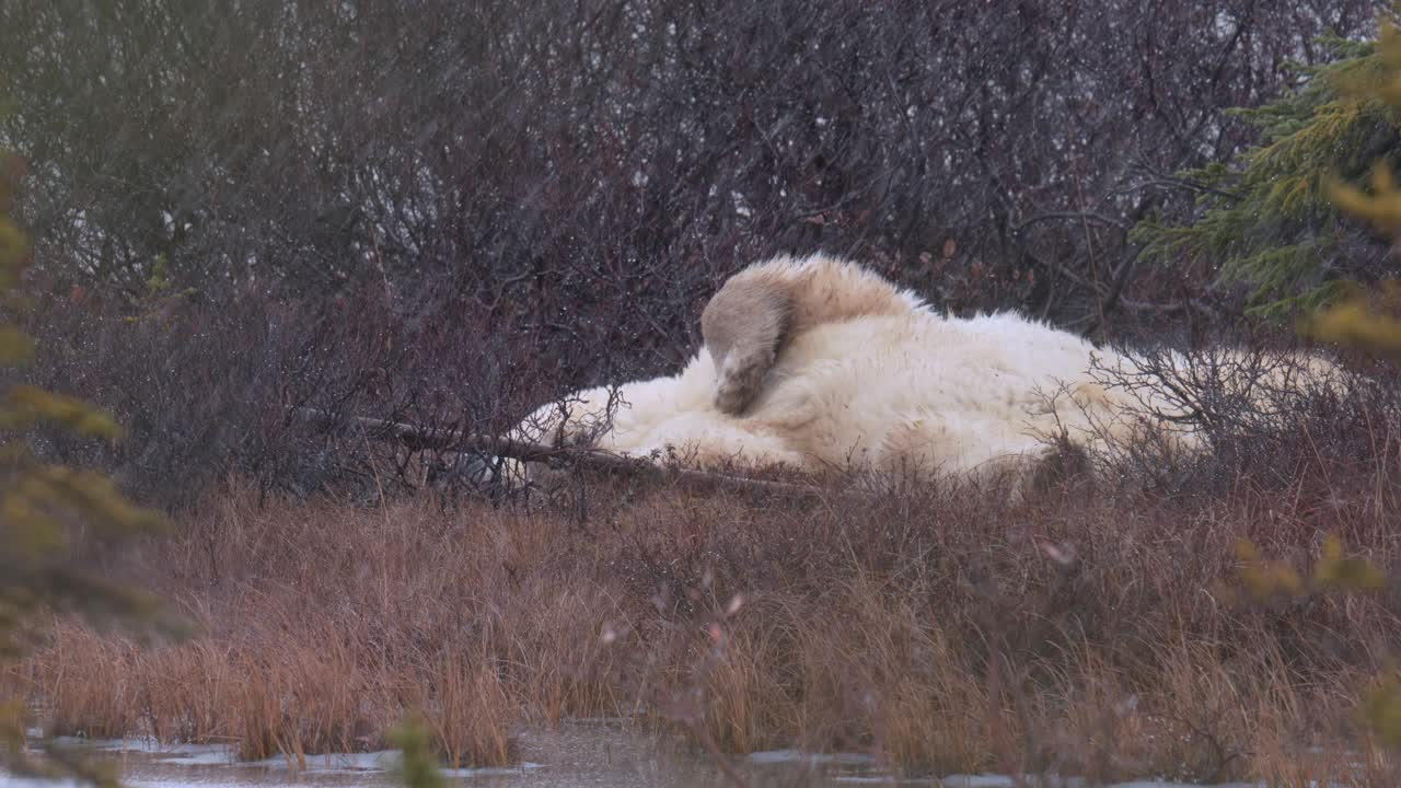 nieve en cámara lenta en un oso polar mientras duerme entre los arbustos y árboles subárticos de churchill, manitoba