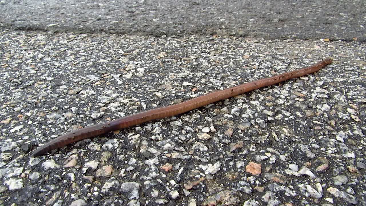 천천히 아스팔트를 건너는 벌레