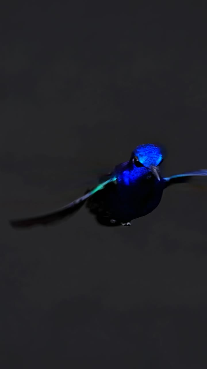 Close-up video still of a vibrant blue hummingbird in flight against a dark background