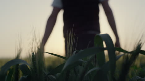 Rückansicht-Eines-Mannes,-Der-Bei-Sonnenaufgang-Auf-Einem-Weizenfeld-Spaziert.-Bauer-Läuft-Mit-Der-Hand-über-Die-Ohren.