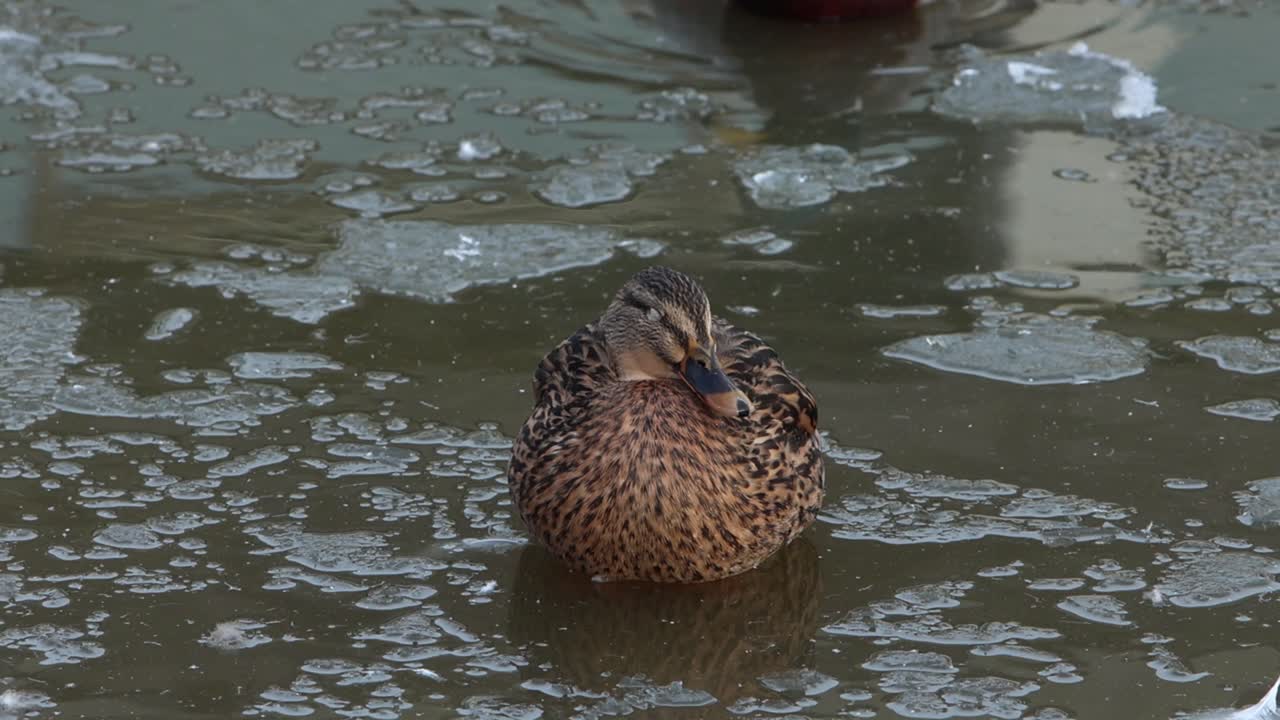 Un germano reale femmina, Anas platyrhynchos, si riposa in un lago coperto di ghiaccio nel pieno dell'inverno. Inghilterra, Regno Unito.