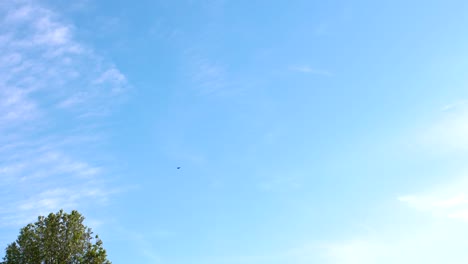 A-single-tree-with-a-bird-souring-through-the-beautiful-blue-summer-sky