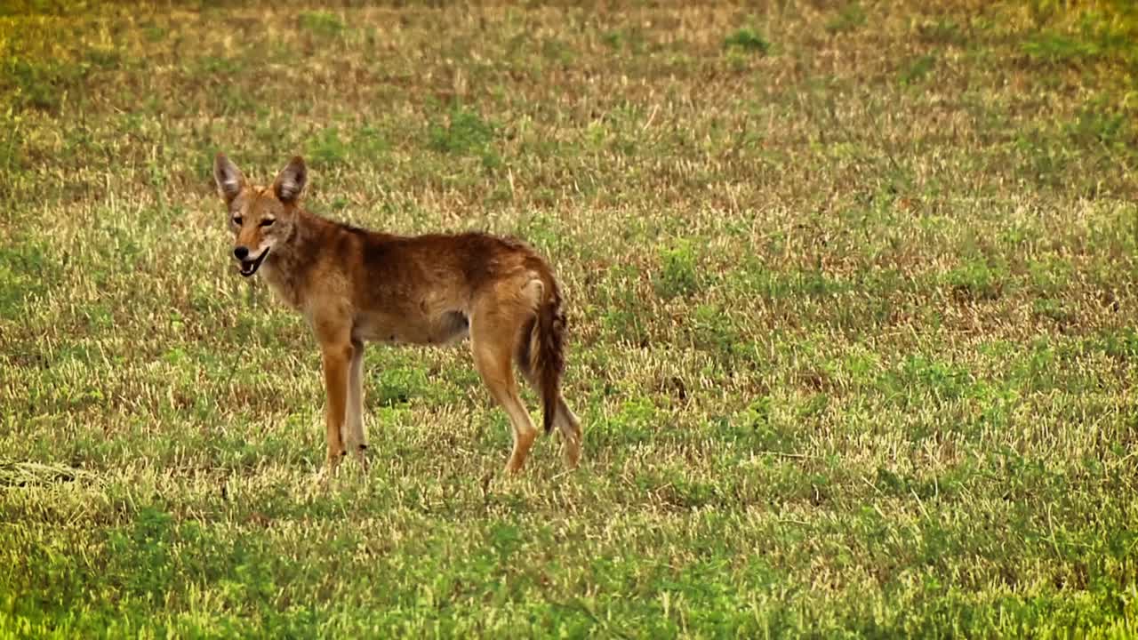 고함을 지르는 코요테가 북미 지역의 들판에 표시됩니다.