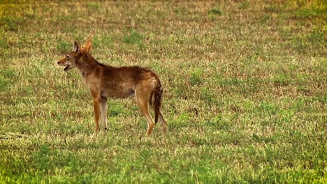 se muestra un coyote aullando en un campo en américa del norte