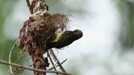 volando hacia su nido para alimentarse y luego volando hacia la derecha, el pájaro sol de espalda oliva cinnyris jugularis, tailandia