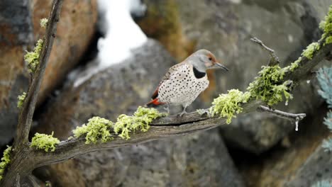 northern flicker on a branch flies away