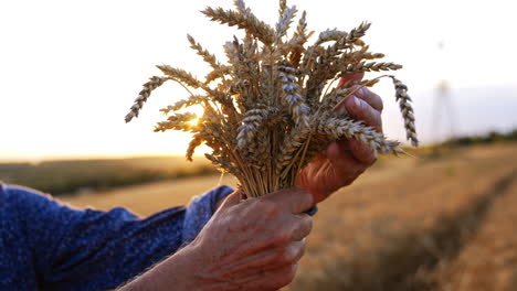 Holding wheat at sunset in golden field. A hand grips a bundle of wheat while standing in a golden field during a beautiful sunset