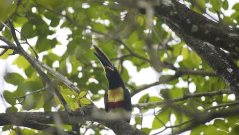 chestnut-eared aracari bird (pteroglossus castanotis) perching on tree branches in rainforest. selective focus shot