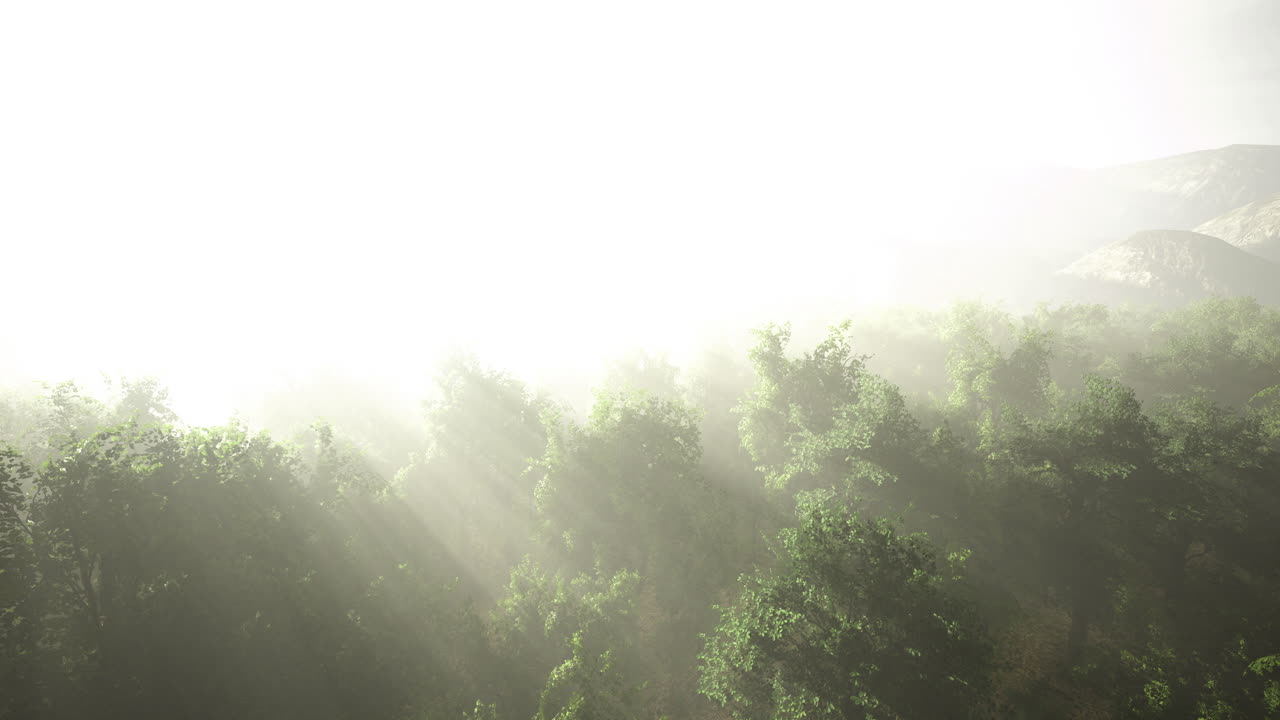 Misty forest landscape creating an enchanting atmosphere during sunrise