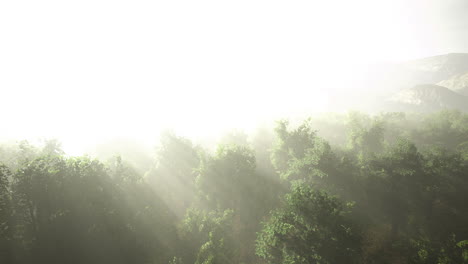 misty forest landscape creating an enchanting atmosphere during sunrise
