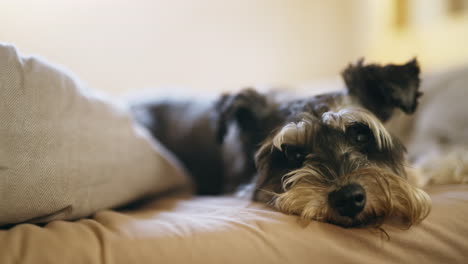 así que por eso a mi humano le encanta dormir en