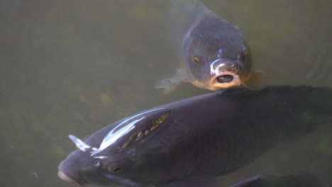 two black koi fish swimming near the surface of the water in a pond - closeup shot