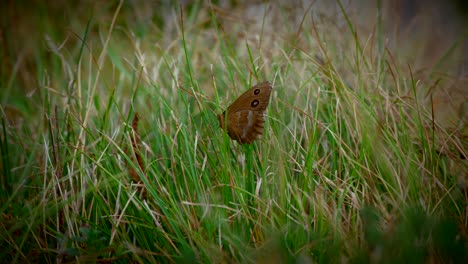 Video-De-Primer-Plano-De-Una-Mariposa-En-La-Hierba-En-Cámara-Lenta