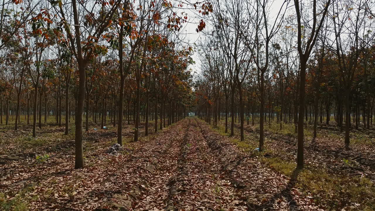 A path through a forest in Tay Ninh, Vietnam, lined with trees and fallen leaves