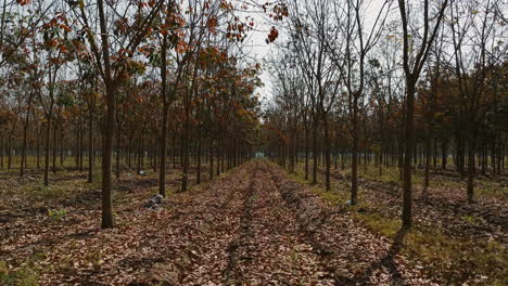 A path through a forest in Tay Ninh, Vietnam, lined with trees and fallen leaves