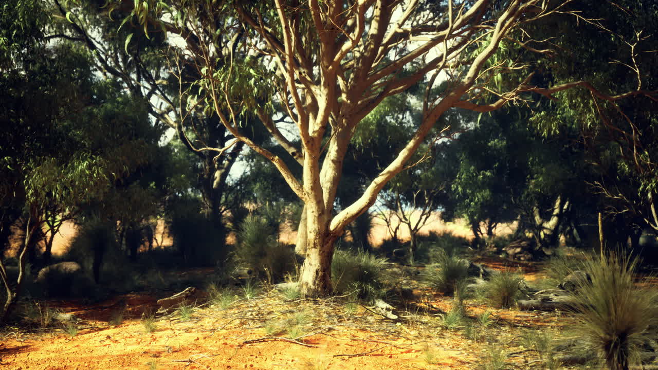Eucalyptus tree surrounded by bushland in the afternoon sunlight