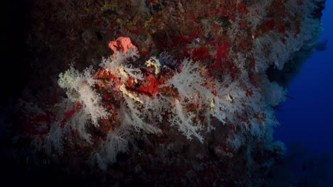 corales blandos anaranjados, rojos y blancos iluminados por una linterna por la noche