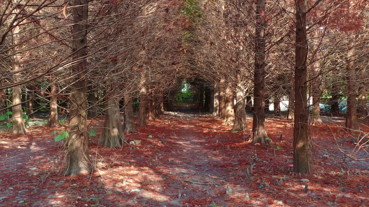 아름다운 가을 숲 길, 가을 bald cypress 나무와 줄지어, 벌거벗은 나가지의 자연 canopy 아래, 잎자루 coniferous 숲을 통해 필터링 은 빛, 공중 플라이오버