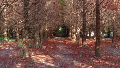 Beautiful-Autumn-forest-path-lined-with-autumnal-Bald-Cypress-trees,-under-a-natural-canopy-of-bare-branches,-with-dappled-sunlight-filtering-through-the-deciduous-conifer-forests,-aerial-flyover-shot