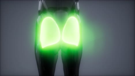gluteus maximus - animación de la anatomía de los músculos de las piernas