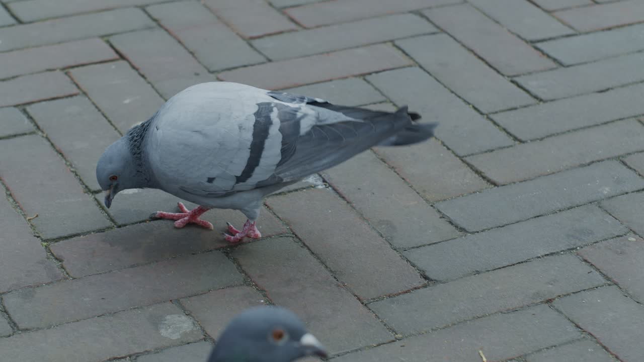 Pigeon bird on the ground of the street walking and pecking in the dutch city town of Europe Netherlands Rotterdam, close up view