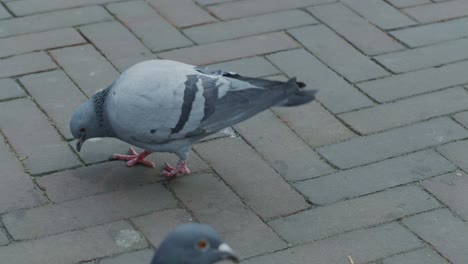 pigeon bird on the ground of the street walking and pecking in the dutch city town of europe netherlands rotterdam, close up view