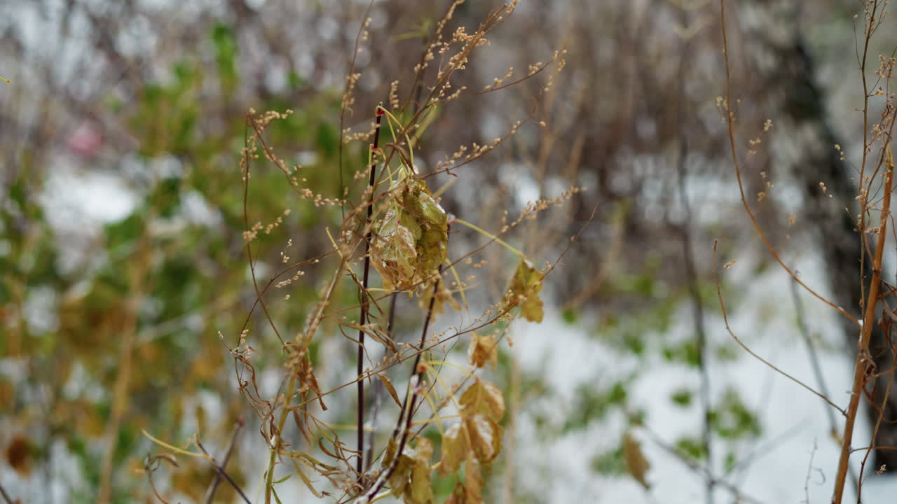 바람에 흔들리는 얼음으로 여있는 겨울 식물의 클로즈업, 부드럽게 흐릿한 눈 바탕에 건조한 식물들 사이에서 얼어붙은 잎을 보여줍니다.