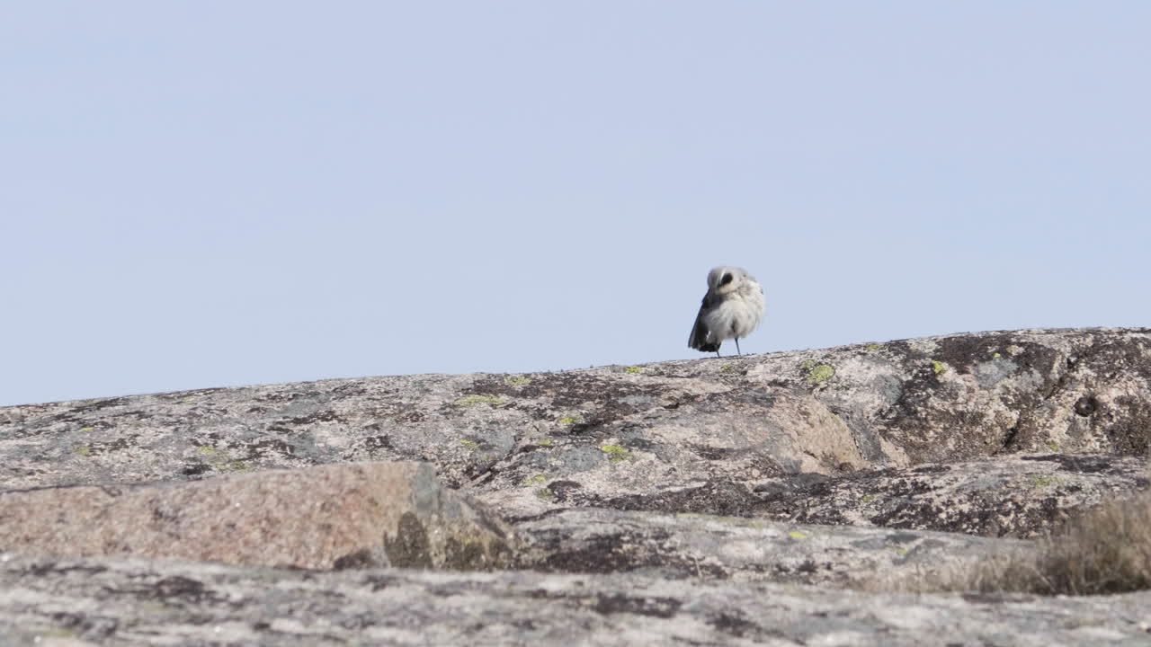 Great Gray Shrike Fix Feathers and moves out of frame